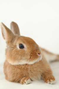 Close-up of a brown rabbit 