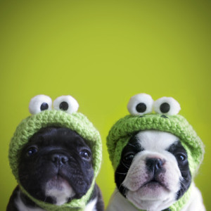 French bulldog puppies caps with frog with green background. 