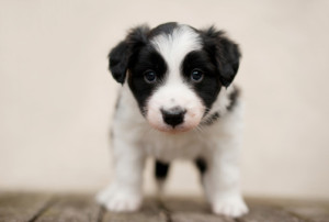 Little Border Collie Puppy