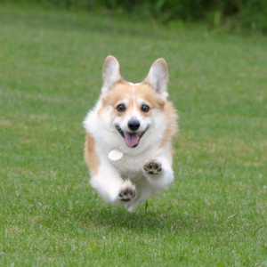 Corgi running