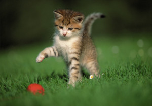 Playing kitten