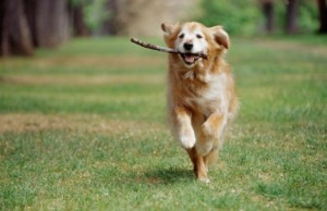 A golden retriever runs with a stick in its mouth.
