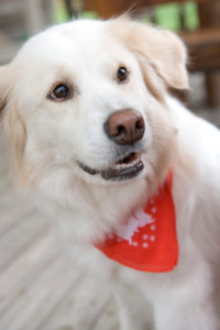 Dog on the porch