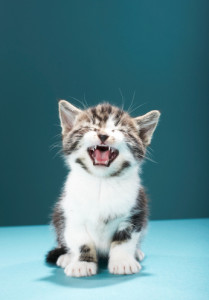 Kitten meowing