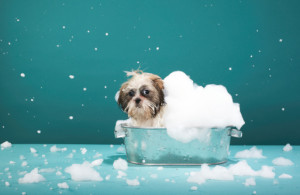 Puppy in foam bath
