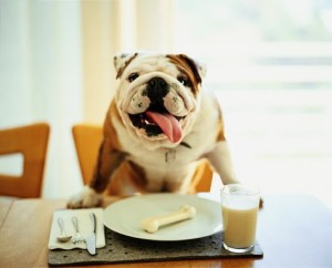 Bulldog sitting at table, bone on plate in front of him