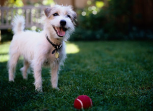 Jack Russell Terrier