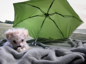 touleh at the beach