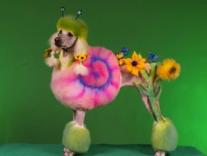 crazy-poodle-grooming-photos-that-look-photoshopped-but-arent